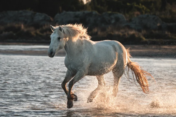 Cheval en liberté