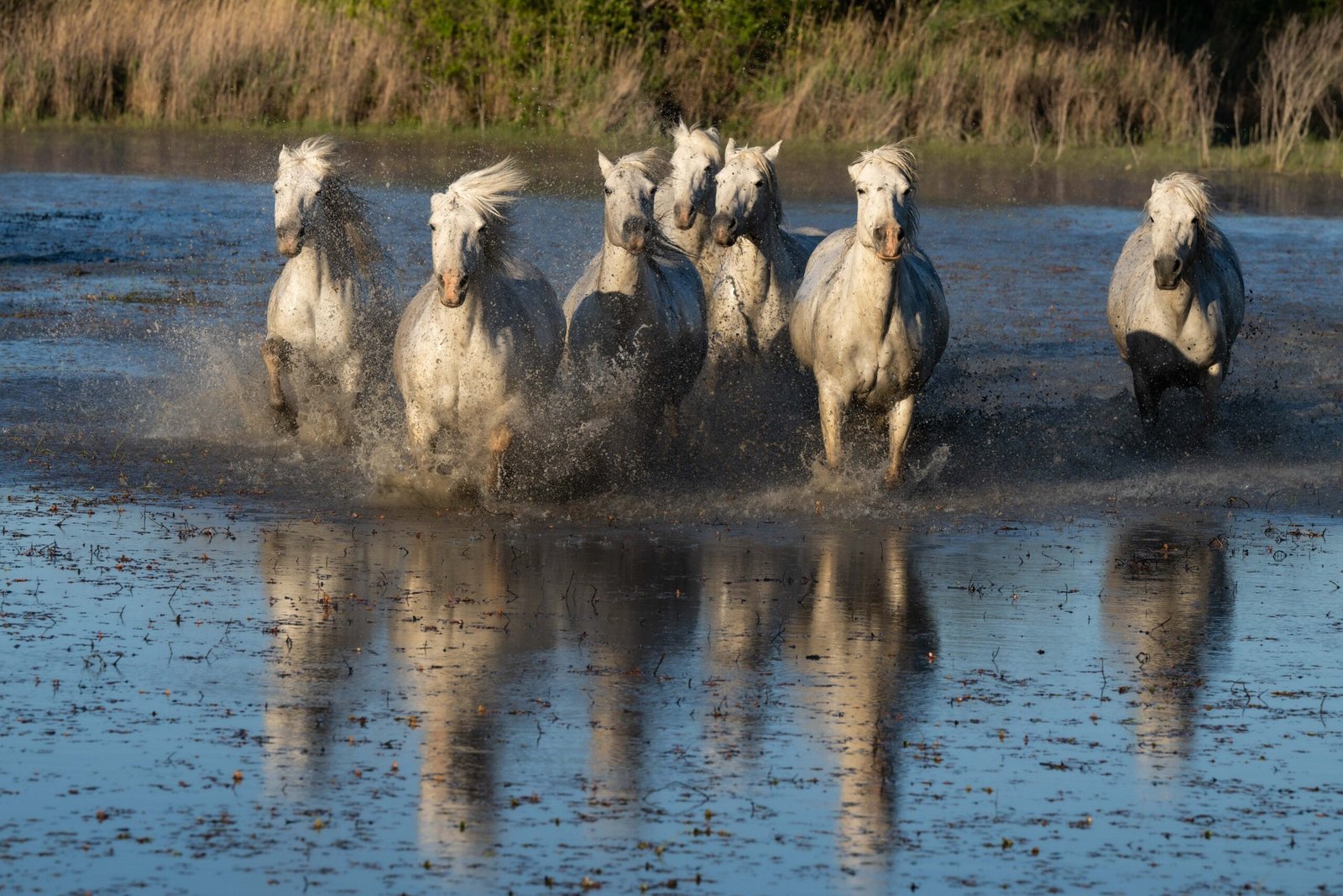 Chevaux en liberté dans les marais