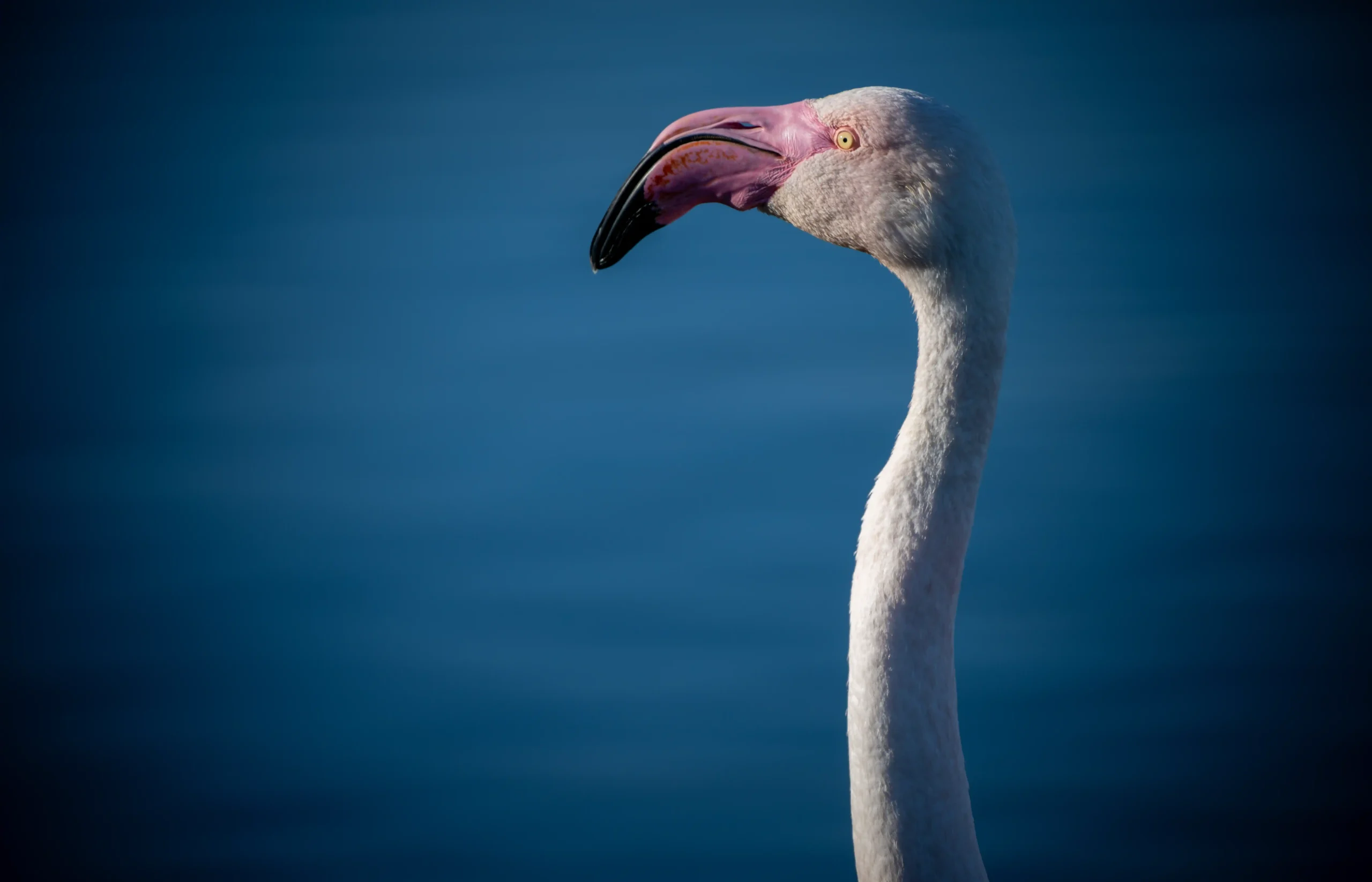 fr-camargue-flamand-rose-01